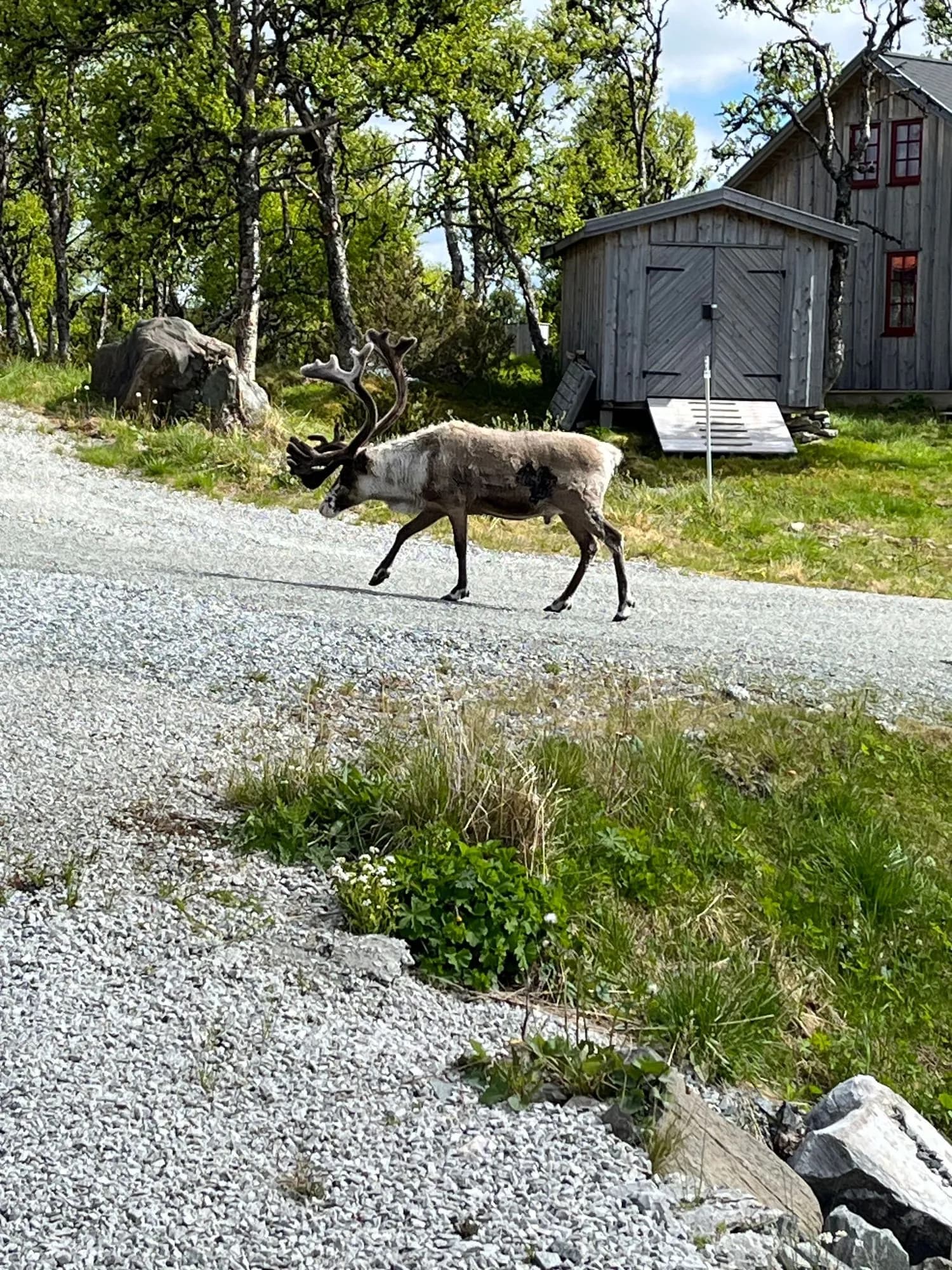 Et reinsdyr som vandrer langs grusveien forbi en bod ved hytta om sommeren.
